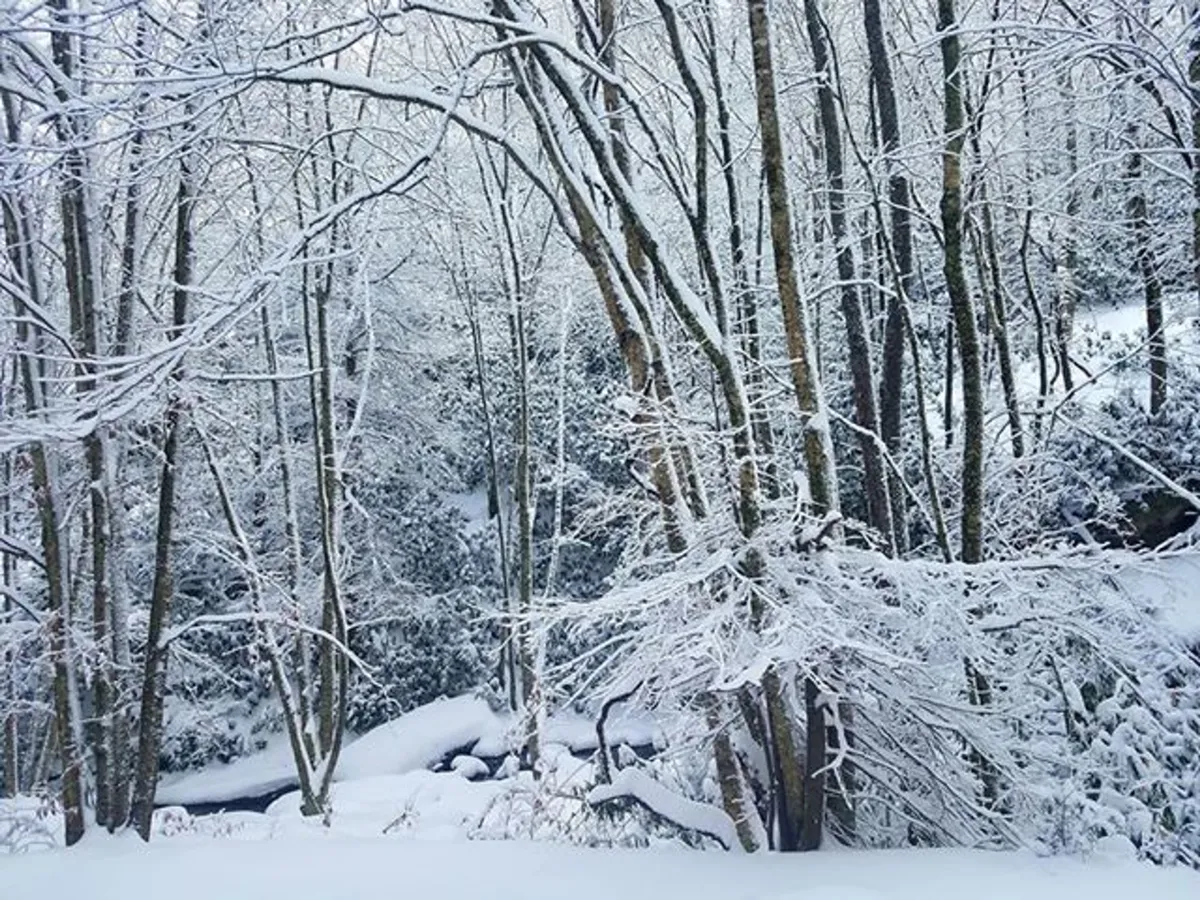 A serene winter landscape with snow-laden trees and a frozen creek, capturing the quiet beauty of the natural surroundings.